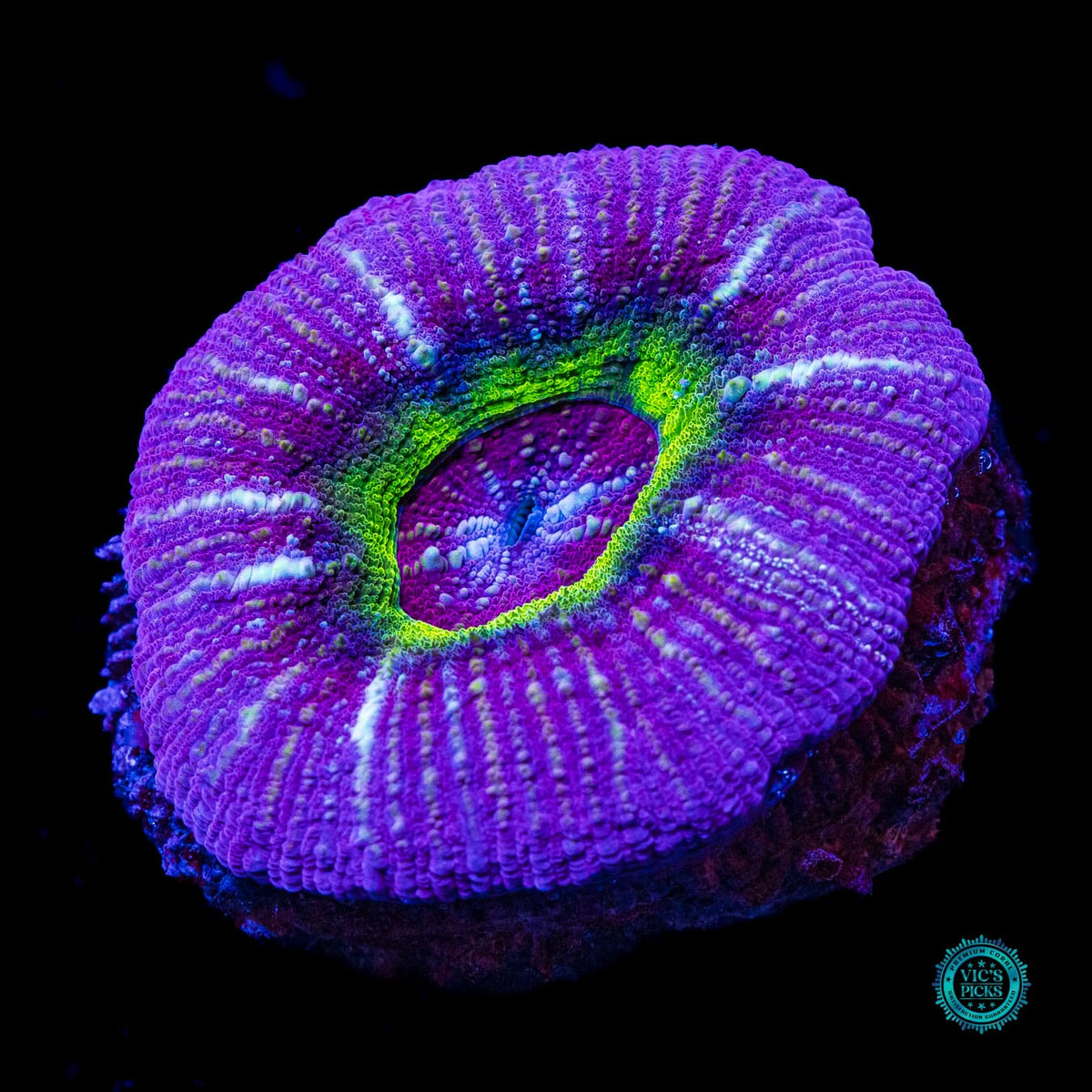Black Hole Vitiensis Scolymia - Actinic Photo