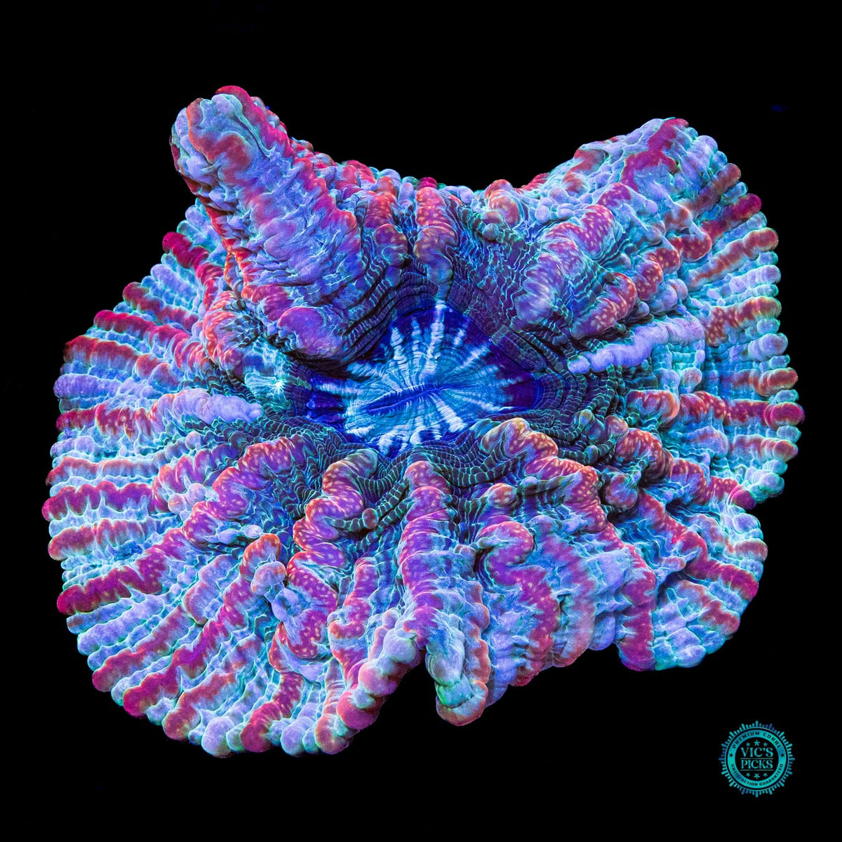 Kaleidoscope Indophyllia - Actinic Photo