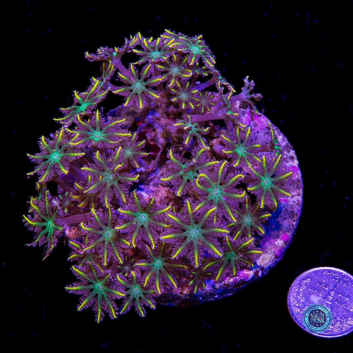 Lemon Tipped Clove Polyps - Daylight Photo