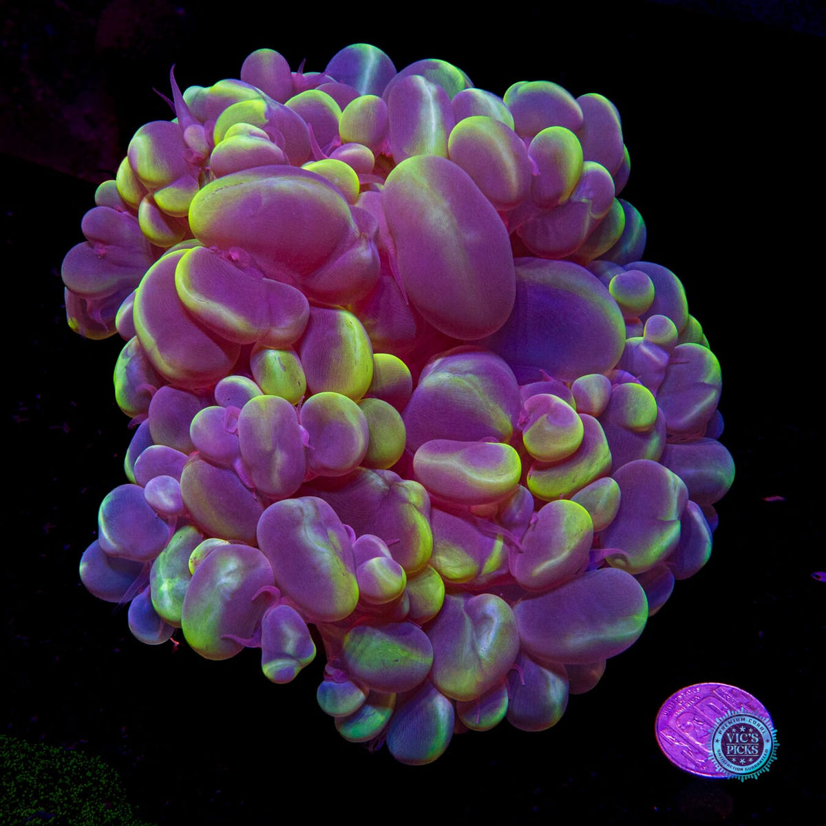 Dreamy Blue Bubble - Daylight Photo