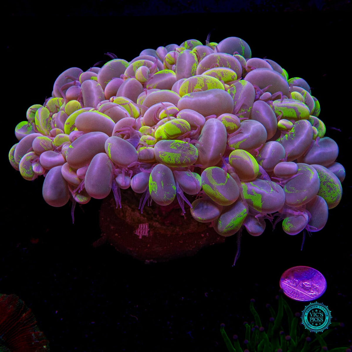 Ultimate Neon Splatter Bubble - Daylight Photo