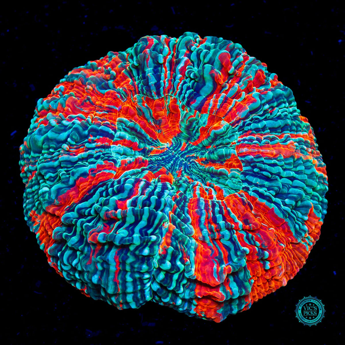 Psychedelic Whirlpool Acanthophyllia - Actinic Photo