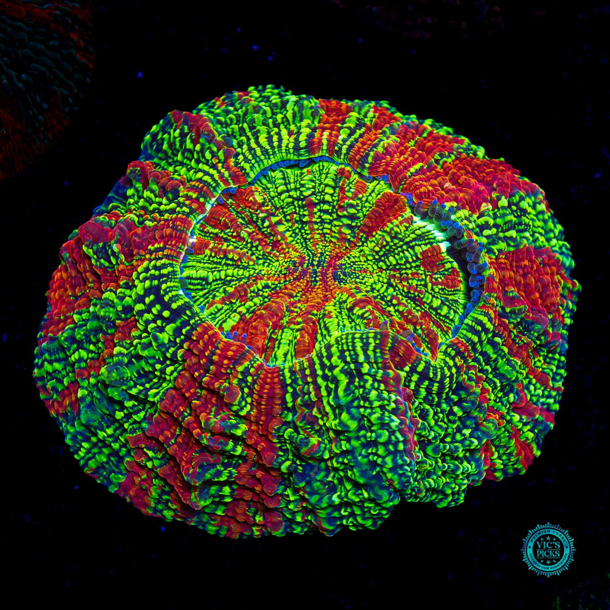 Galactic Implosion Acanthophyllia - Actinic Photo