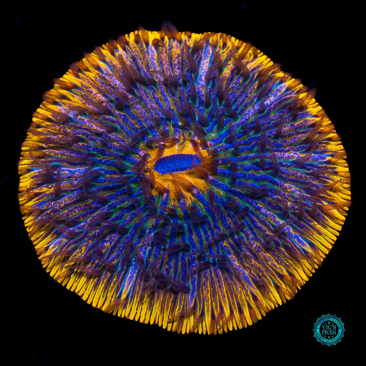 Cosmic Stardust Plate - Actinic Photo