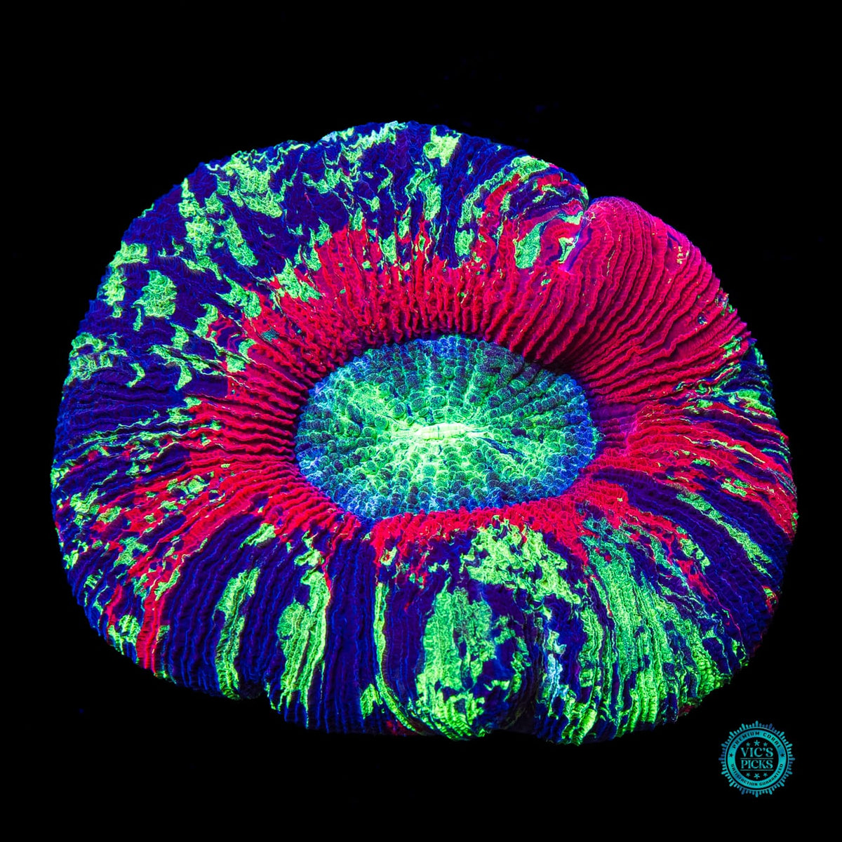 Fire Planet Trachyphyllia - Actinic Photo