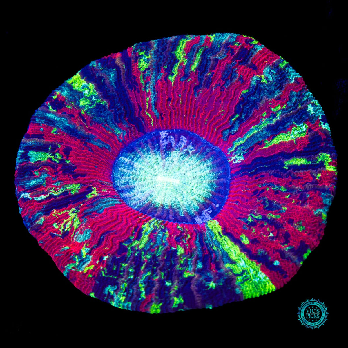 Rocket Power Trachyphyllia - Actinic Photo