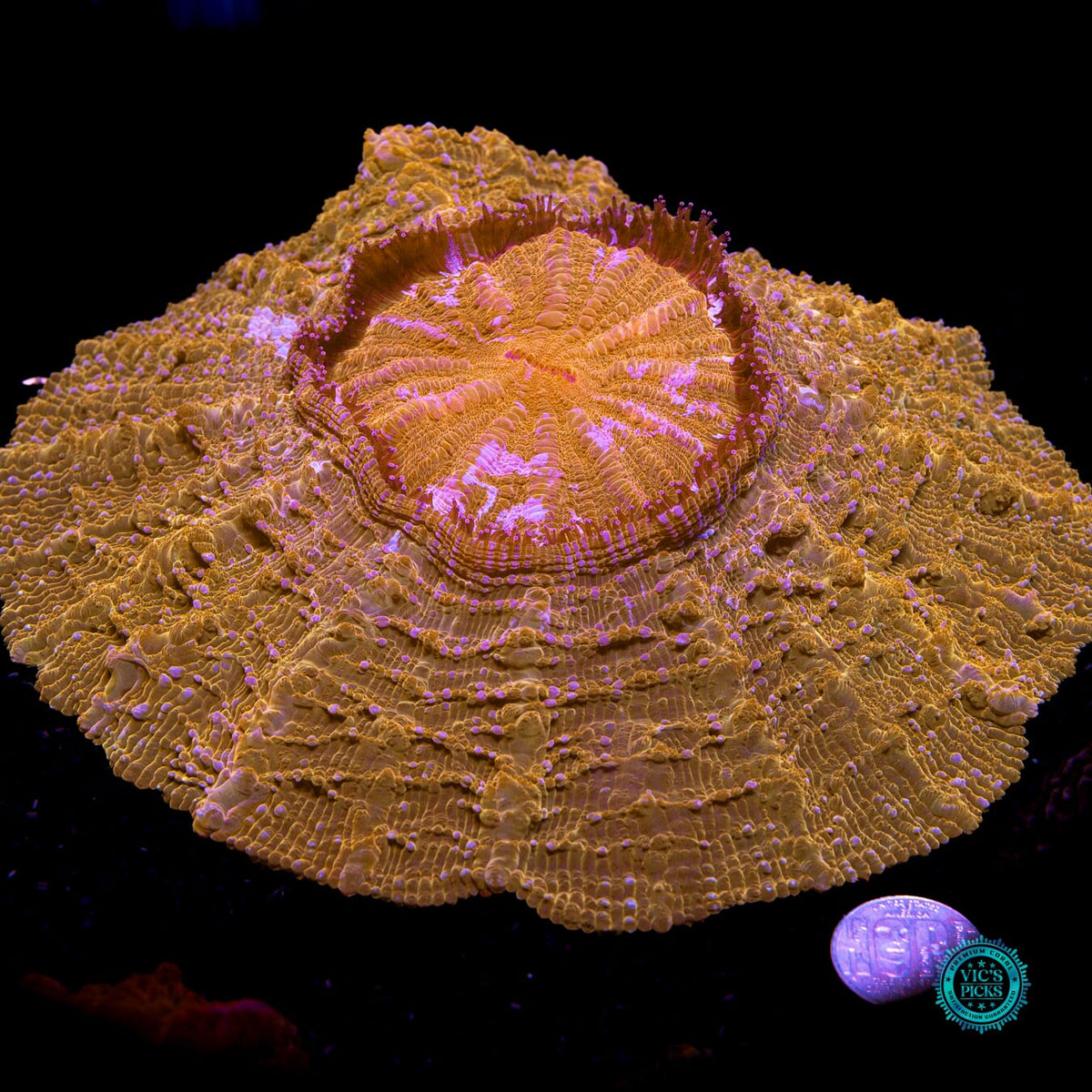 Golden Mountain Acanthophyllia - Daylight Photo
