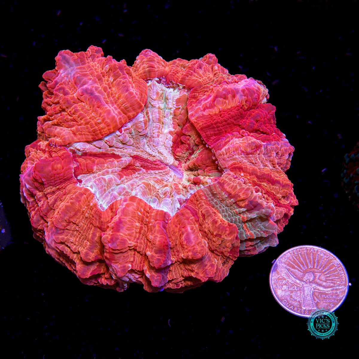 Fire Nova Acanthophyllia - Daylight Photo