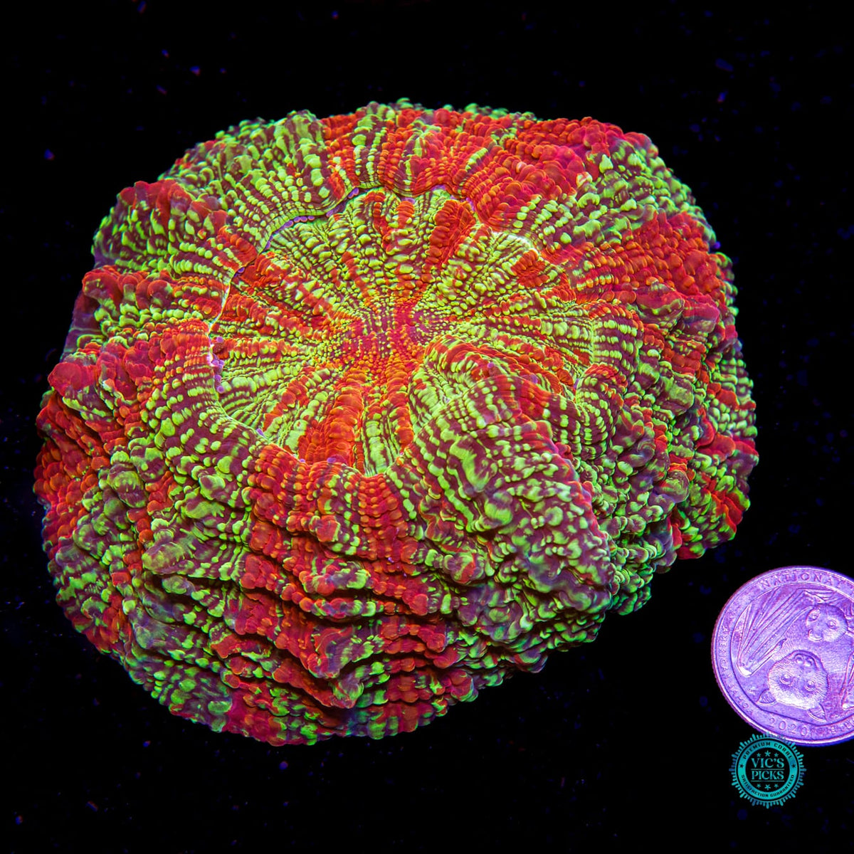 Galactic Implosion Acanthophyllia - Daylight Photo