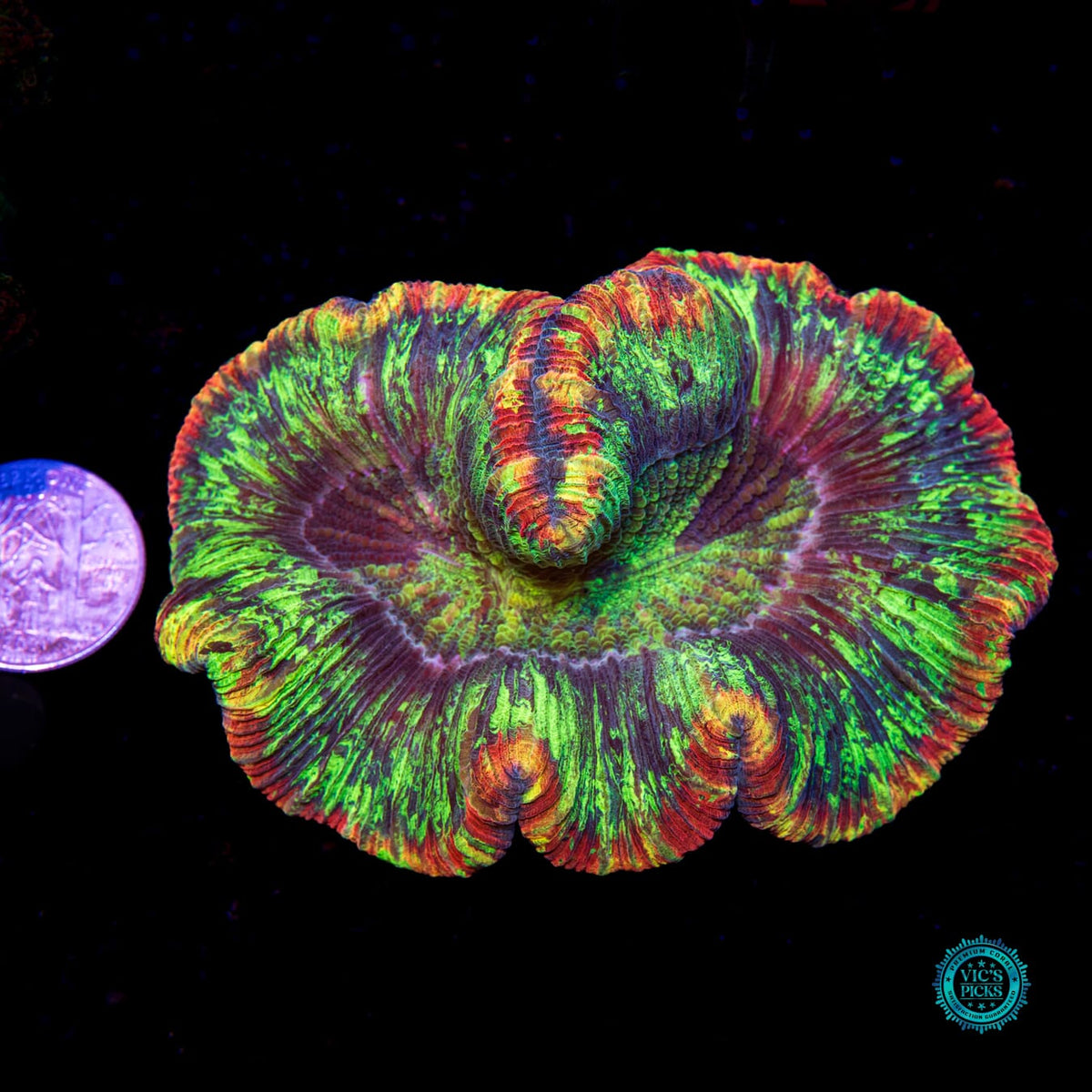 Heavenly Rainbow Trachyphyllia - Daylight Photo