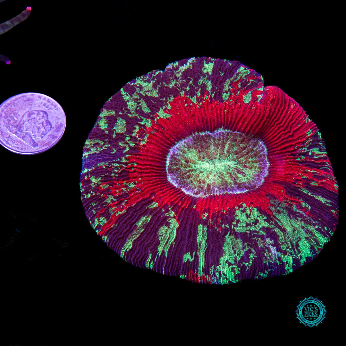 Fire Planet Trachyphyllia - Daylight Photo