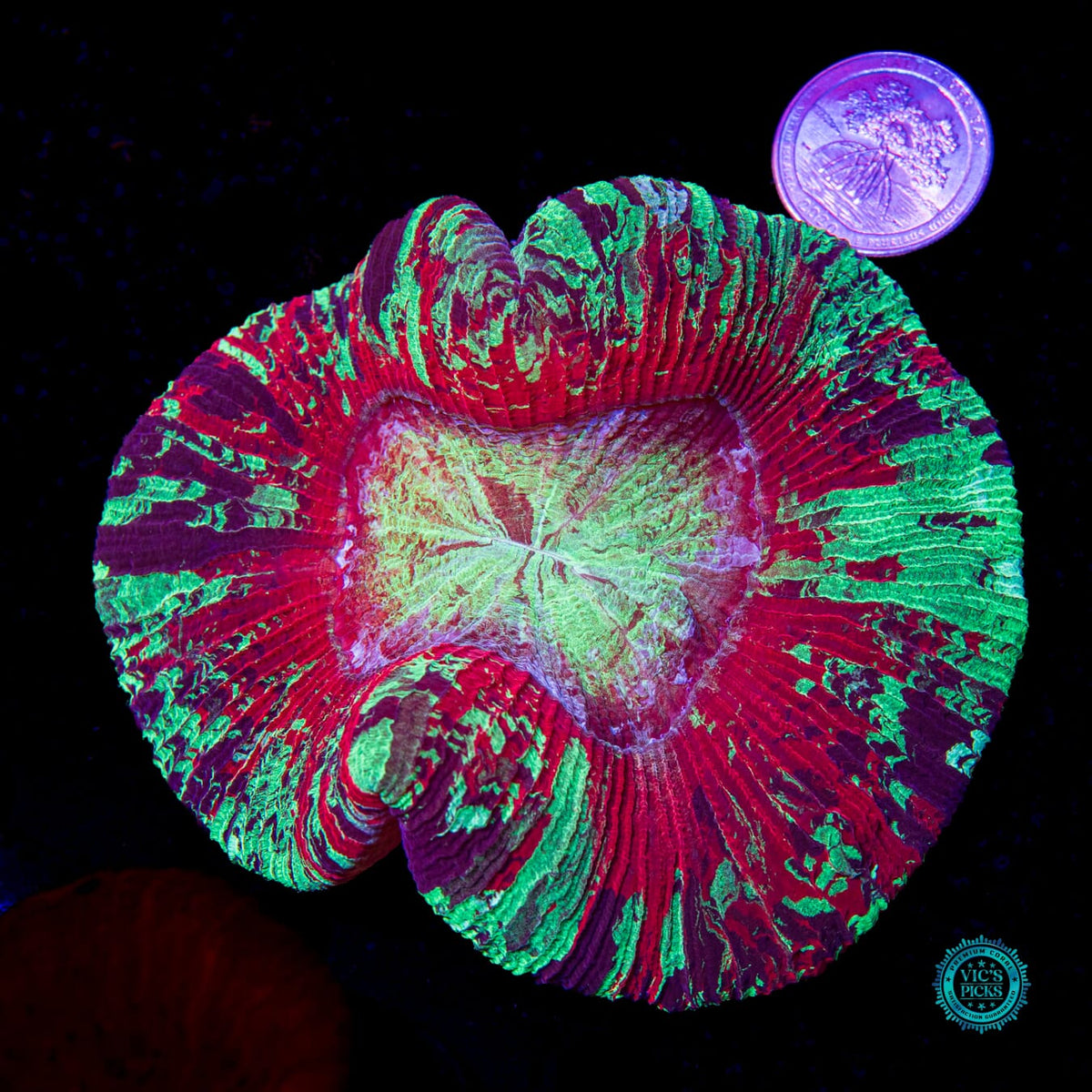 Perfect Storm Trachyphyllia - Daylight Photo