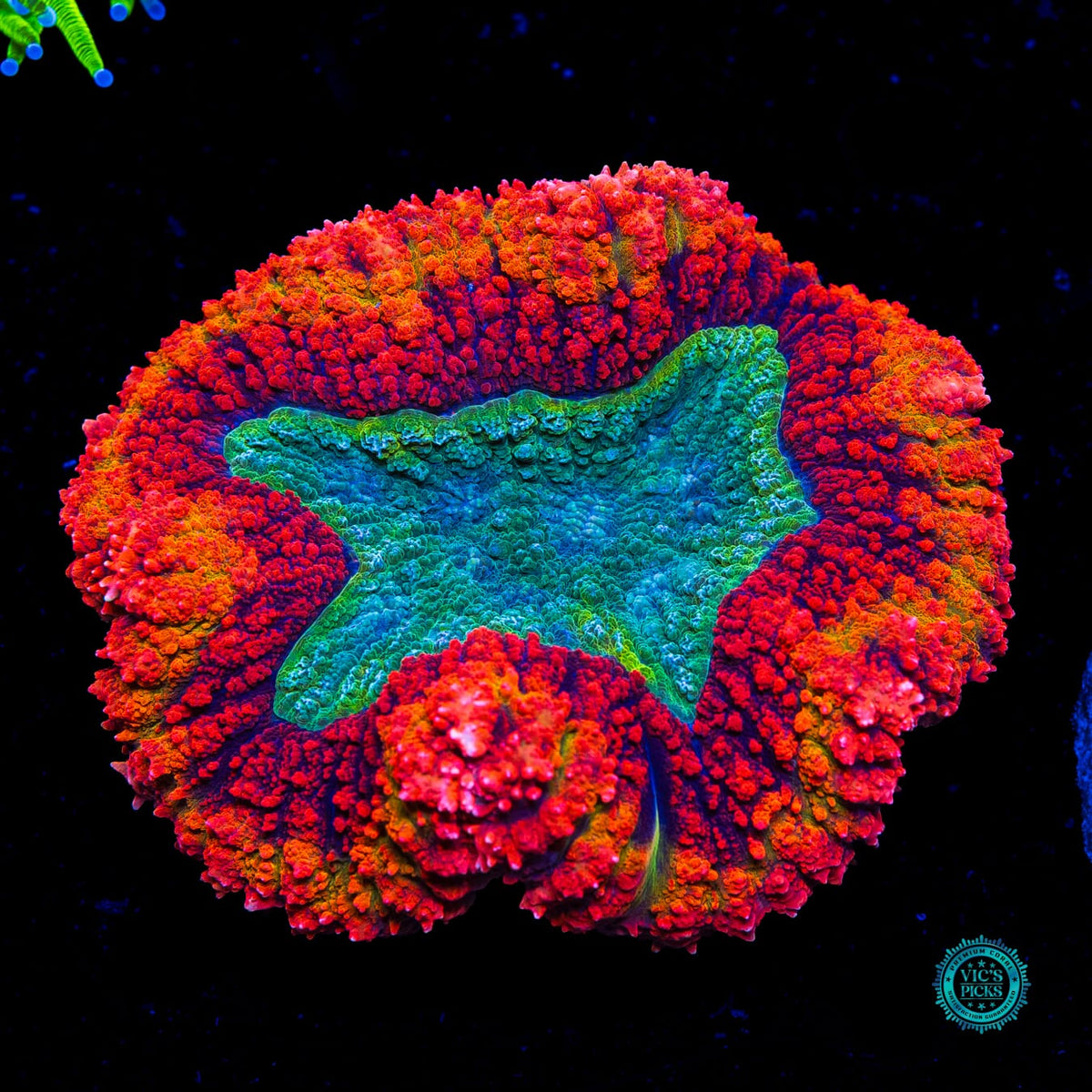 Ring of Fire Symphyllia - Actinic Photo