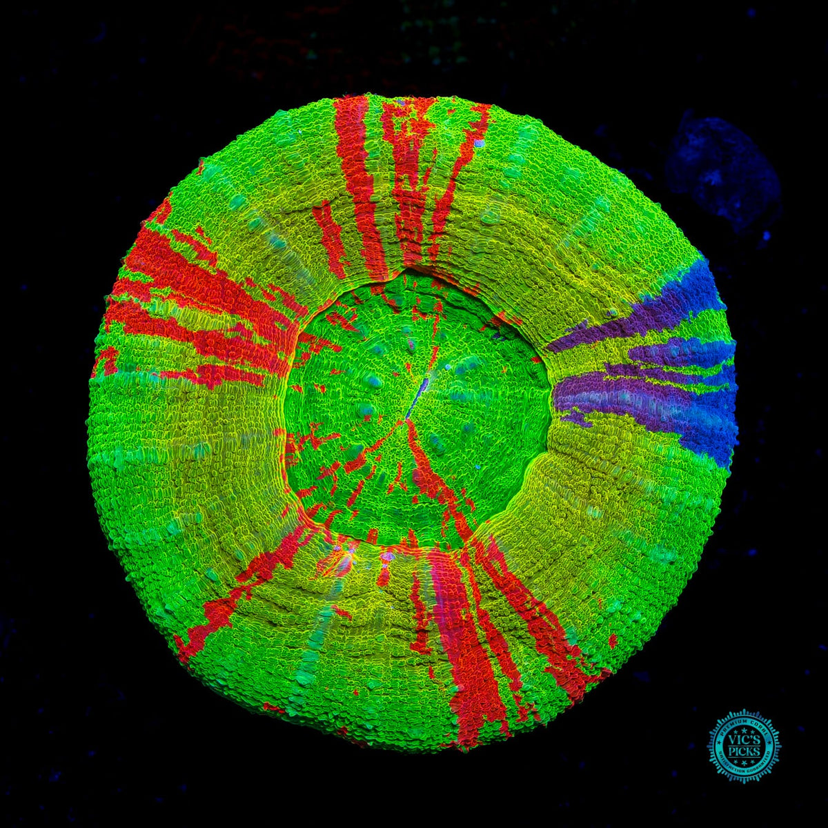 Bleeding Master Scolymia - Actinic Photo