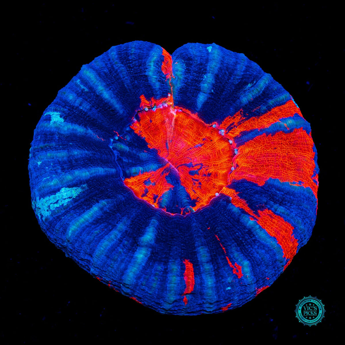 Cold Blooded Warpaint Scolymia - Actinic Photo