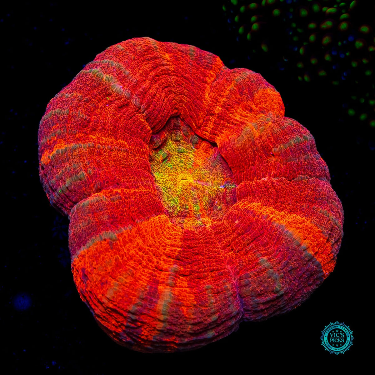 Burning Sun Scolymia - Actinic Photo