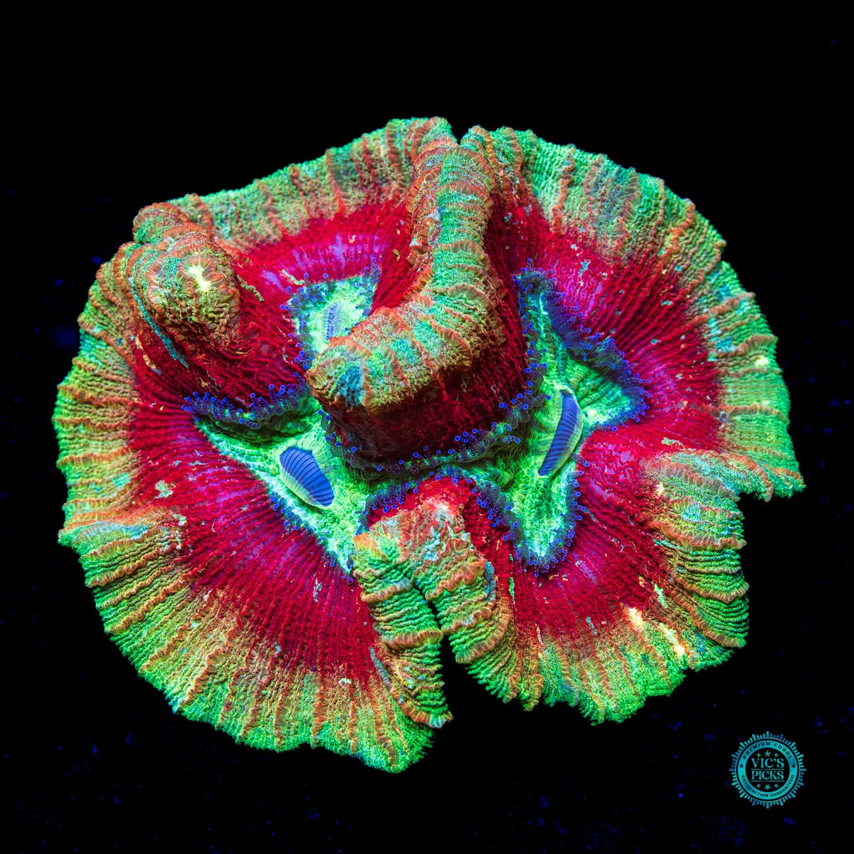 Cosmic Crimson Trachyphyllia - Actinic Photo