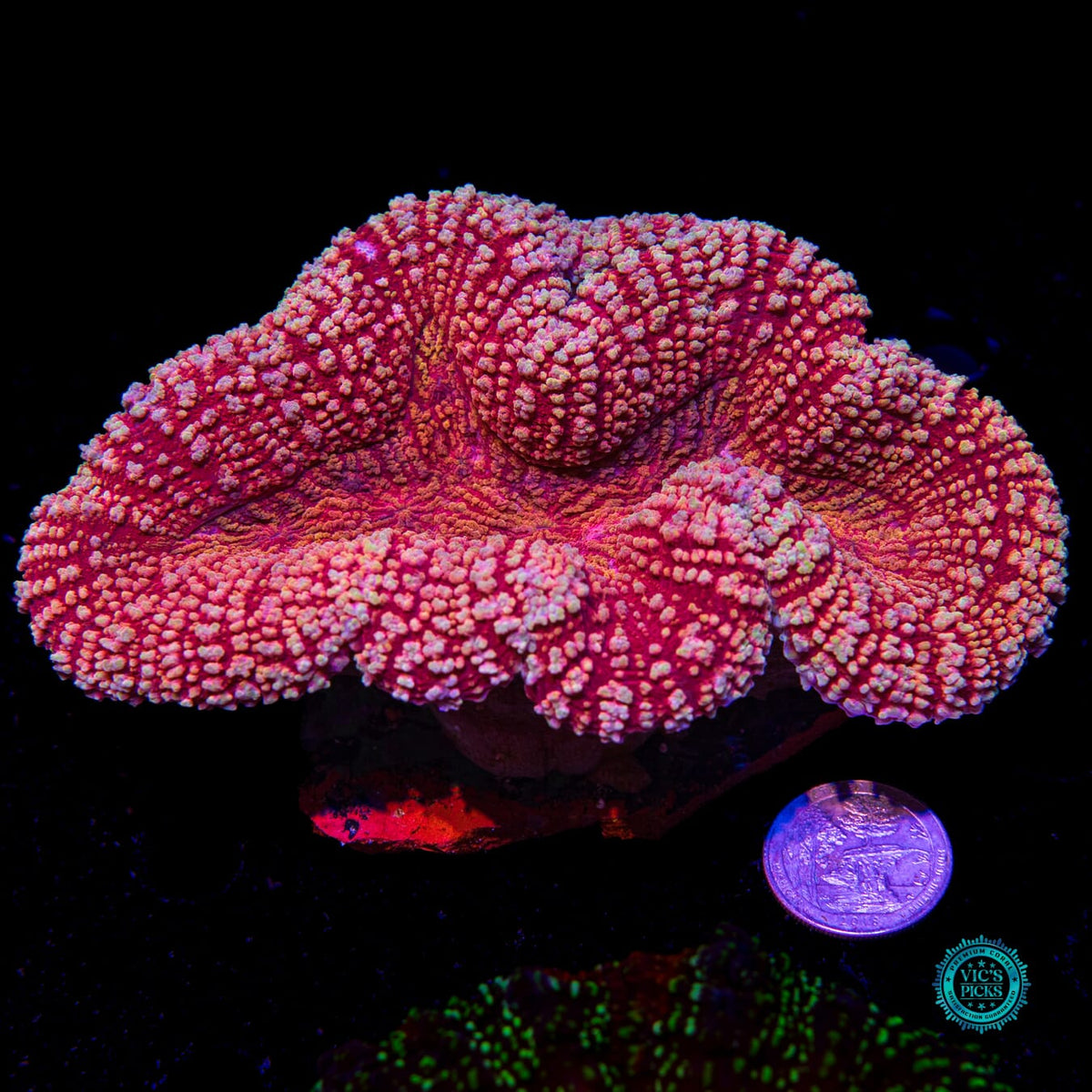 Peppermint Fire Lobophyllia - Daylight Photo