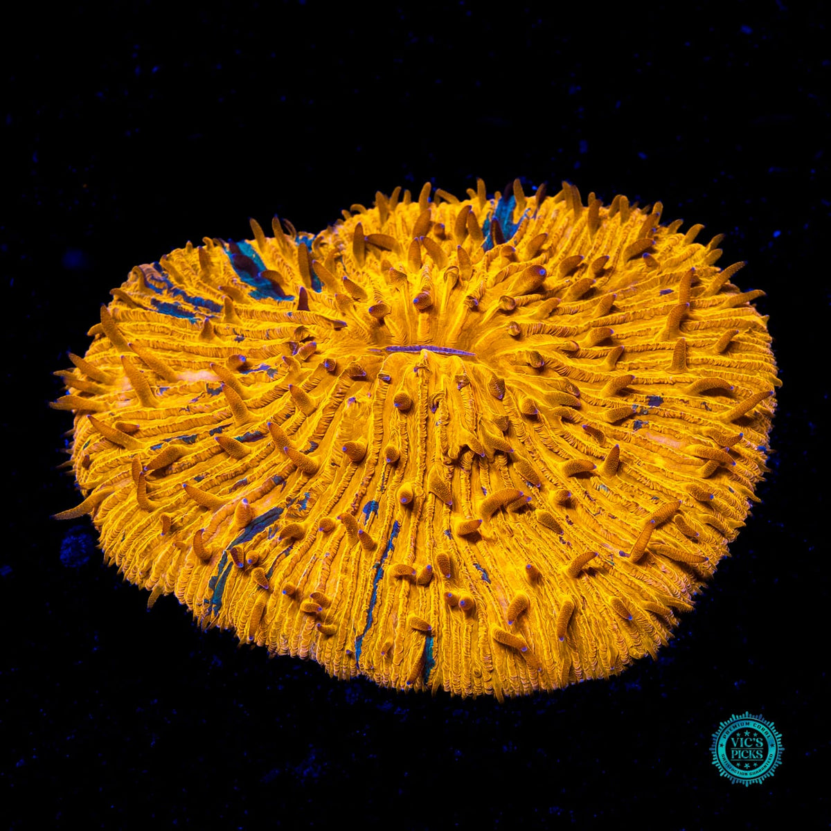 Mango Slice Plate - Actinic Photo