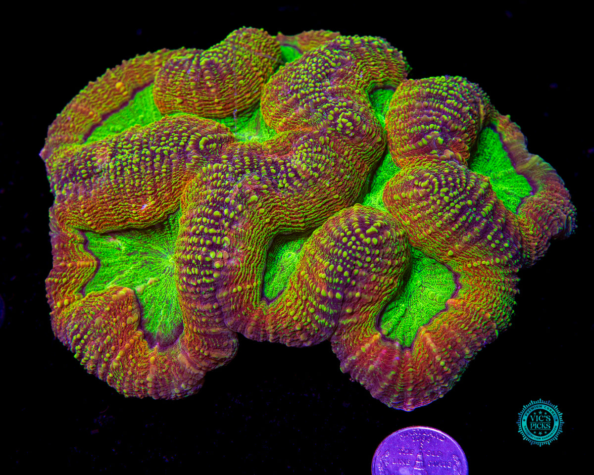 XXL Alien Experiment Lobophyllia