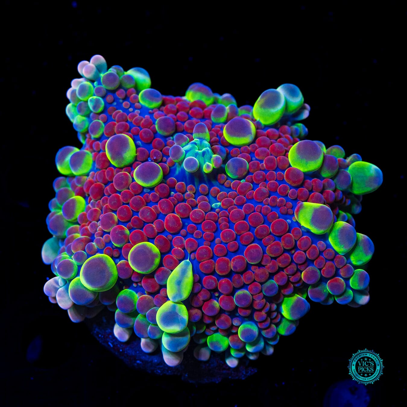 Very Berry Bubbly Yuma Mushroom - Daylight Photo