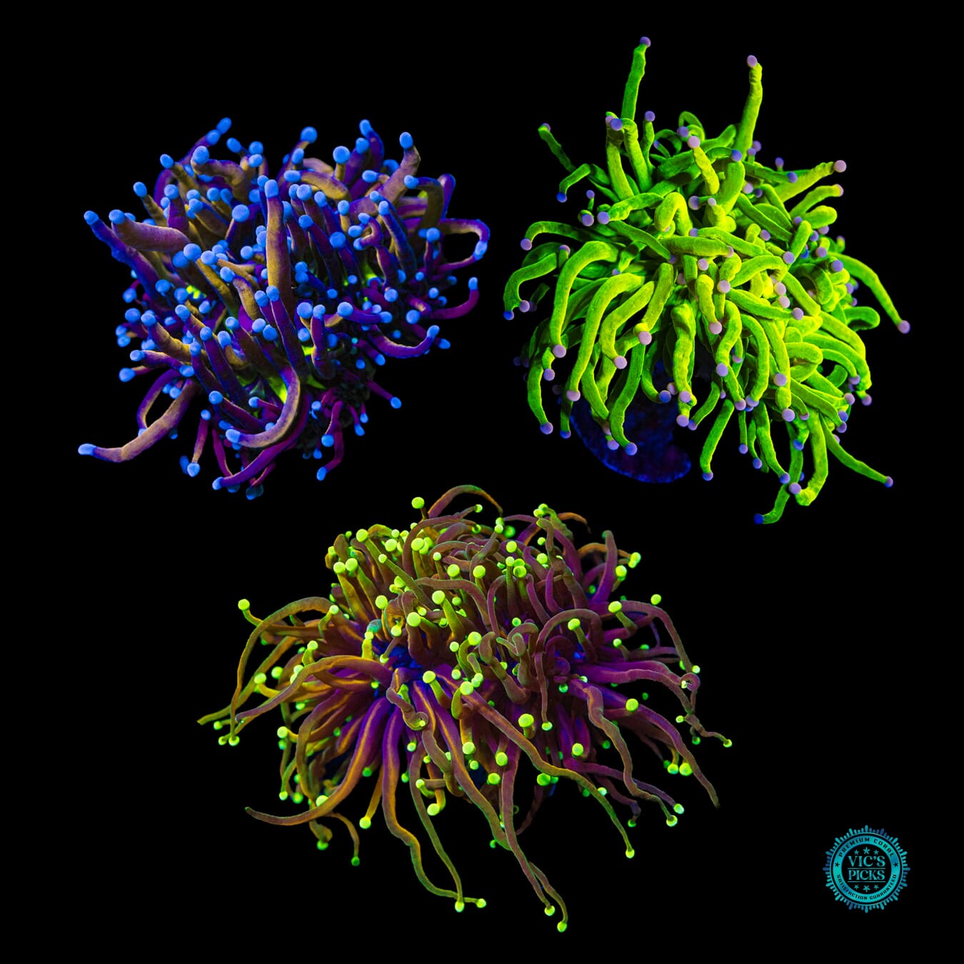 Collector's High End Torch Pack - Daylight Photo