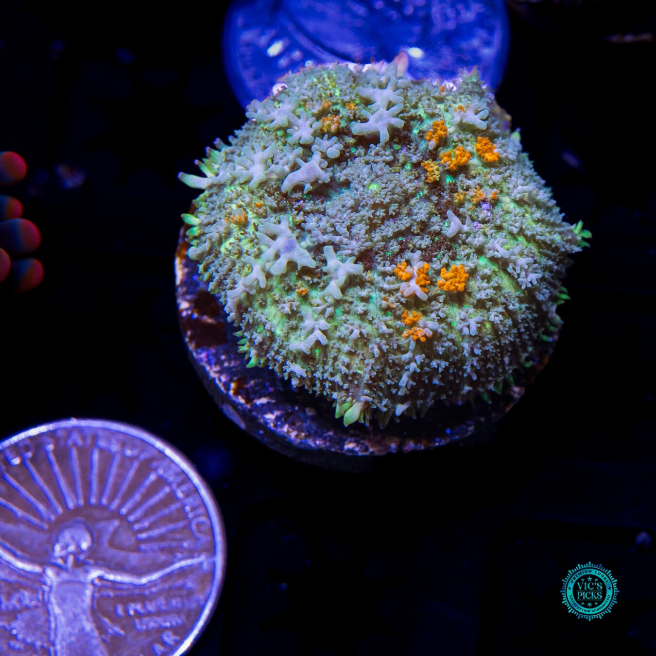 Frozen Fury Carpet Mushroom - Actinic Photo