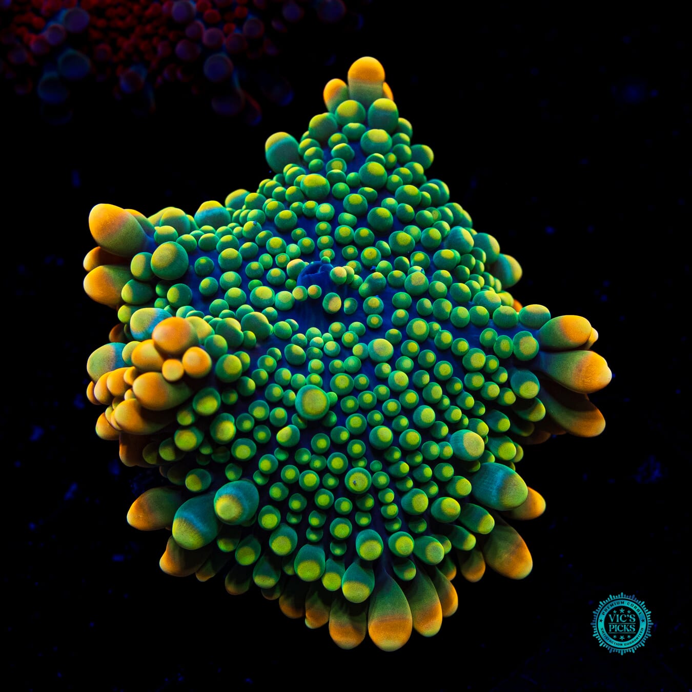 Pirate's Plunder Yuma Mushroom - Daylight Photo