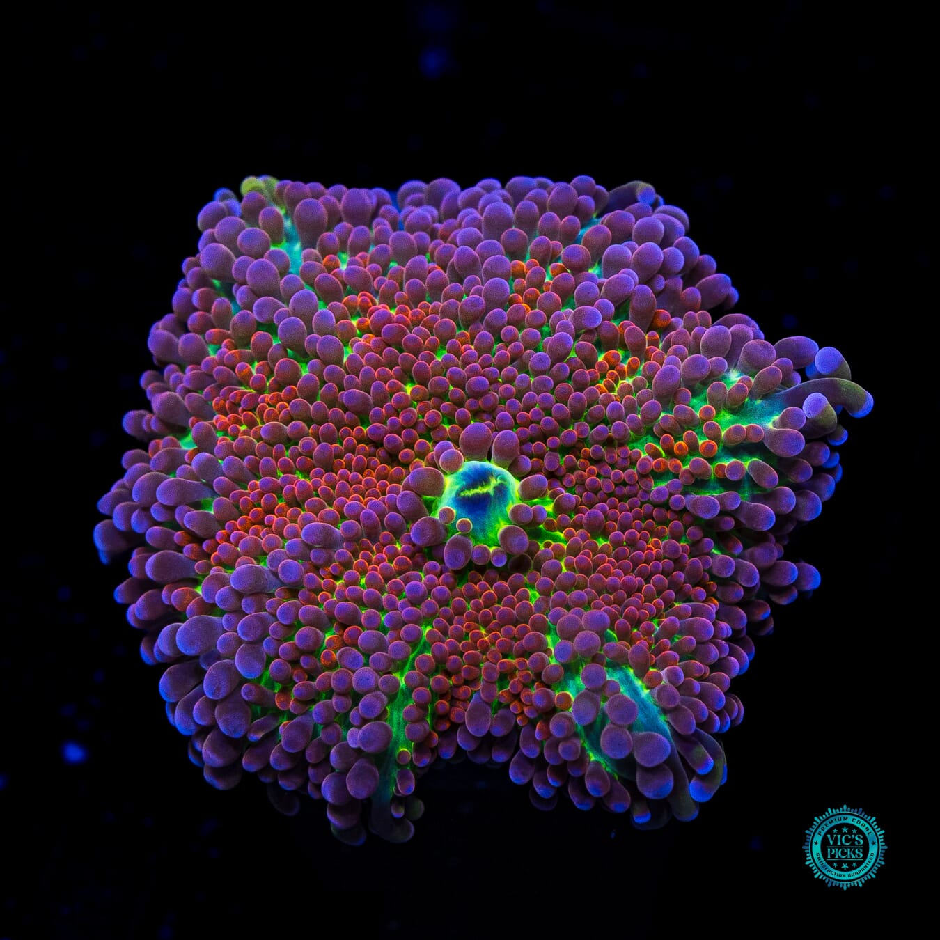 Stormrage Yuma Mushroom - Daylight Photo