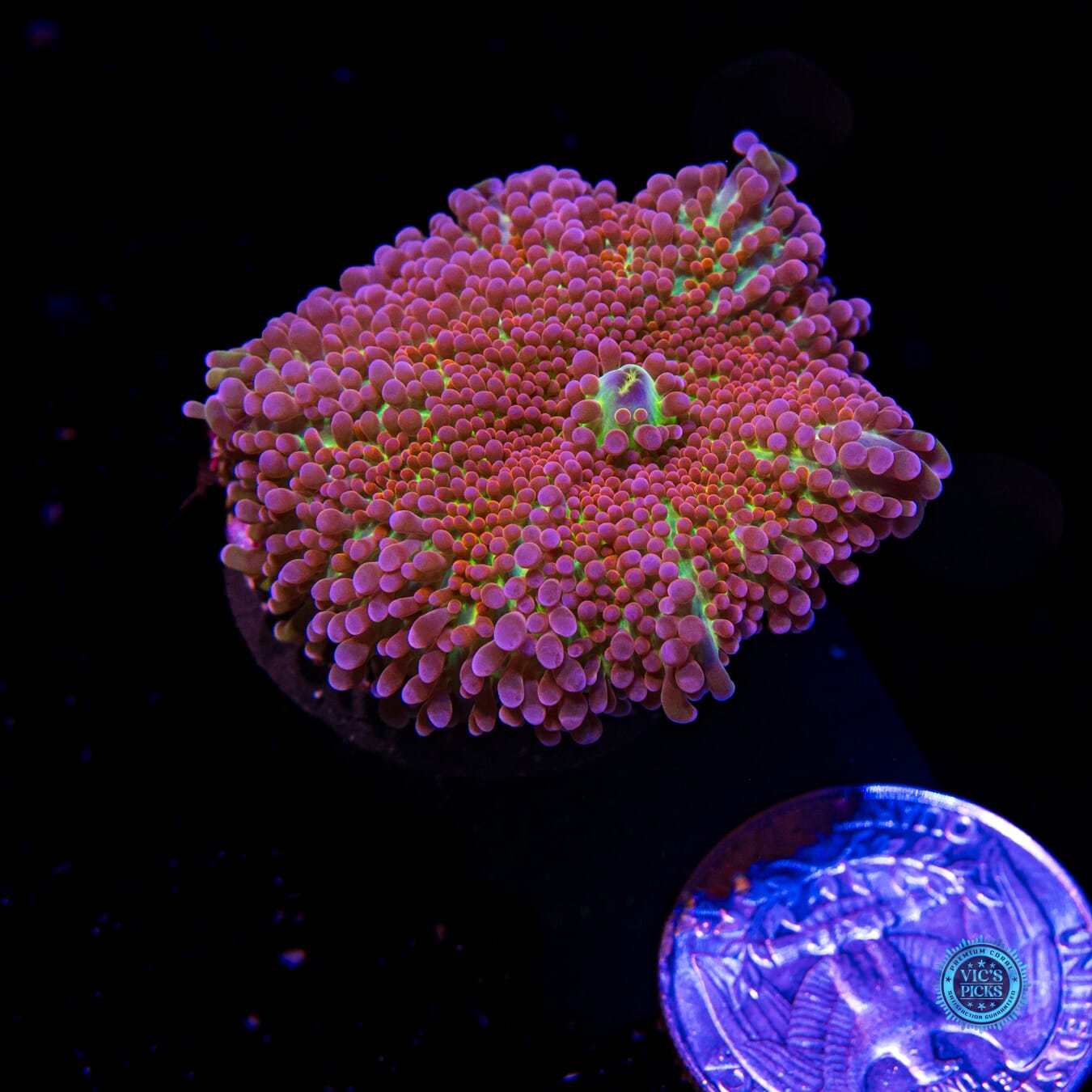 Stormrage Yuma Mushroom - Actinic Photo