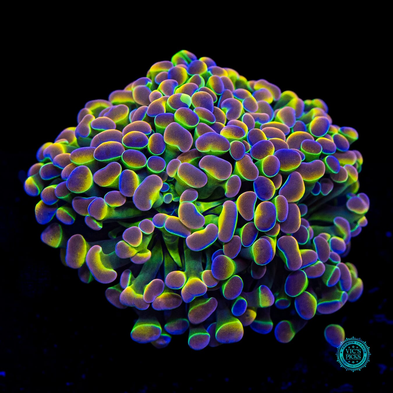 Holy Grail Branching Hammer - Daylight Photo