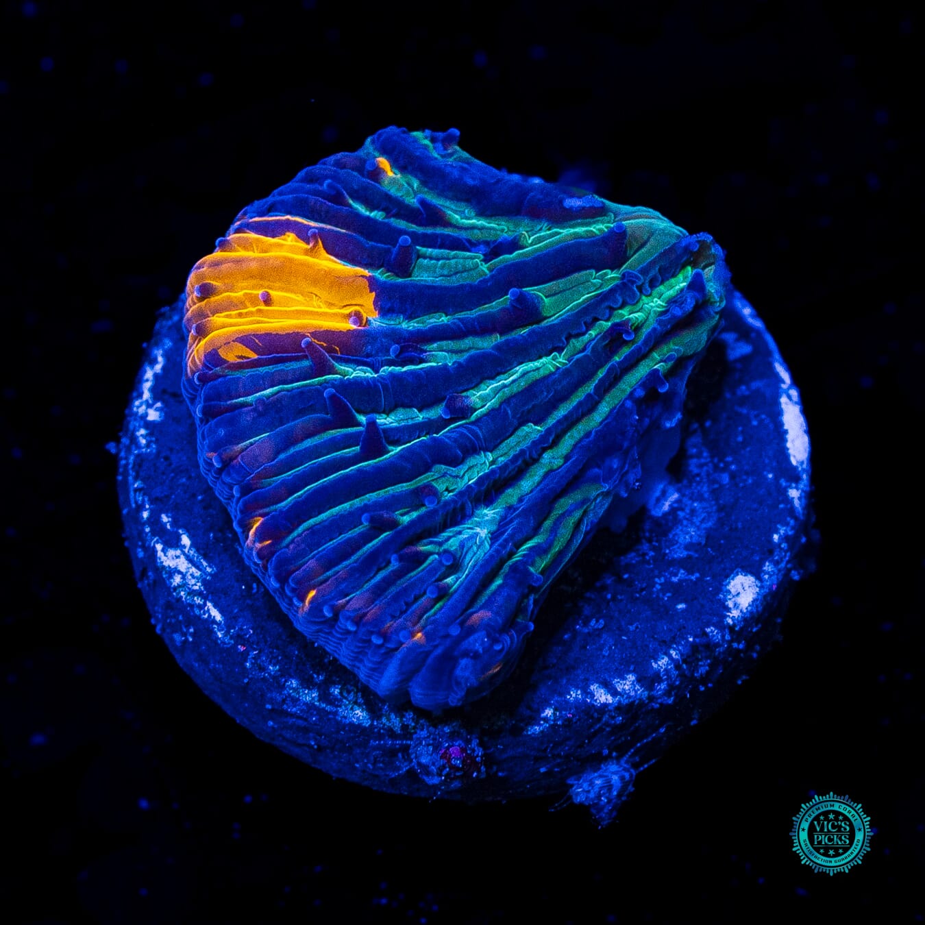 Underworld Diaseris Plate - Daylight Photo