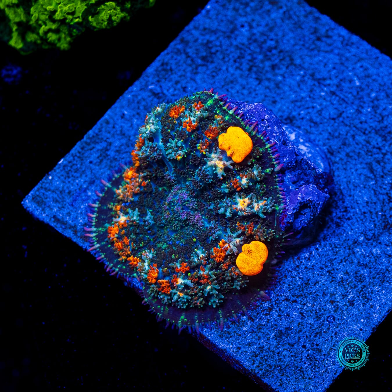 Moonfire Bounce Mushroom - Daylight Photo