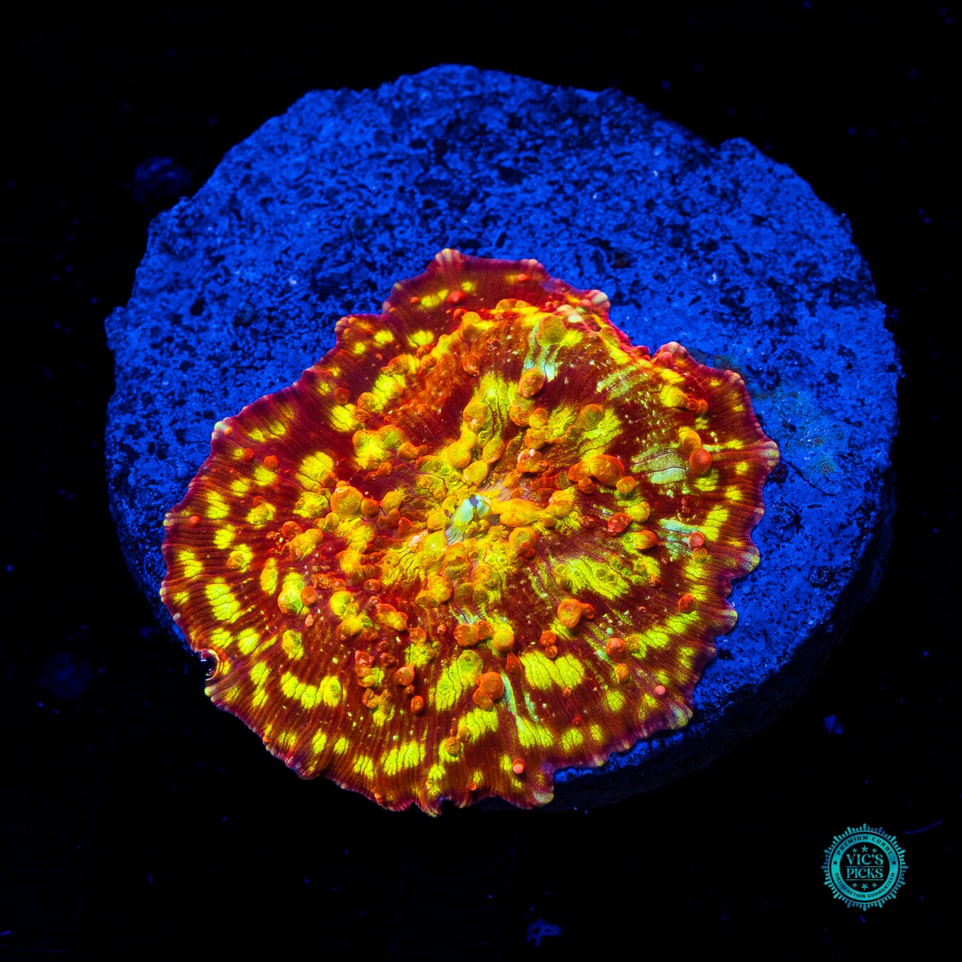 Infernal Flame Mushroom - Daylight Photo