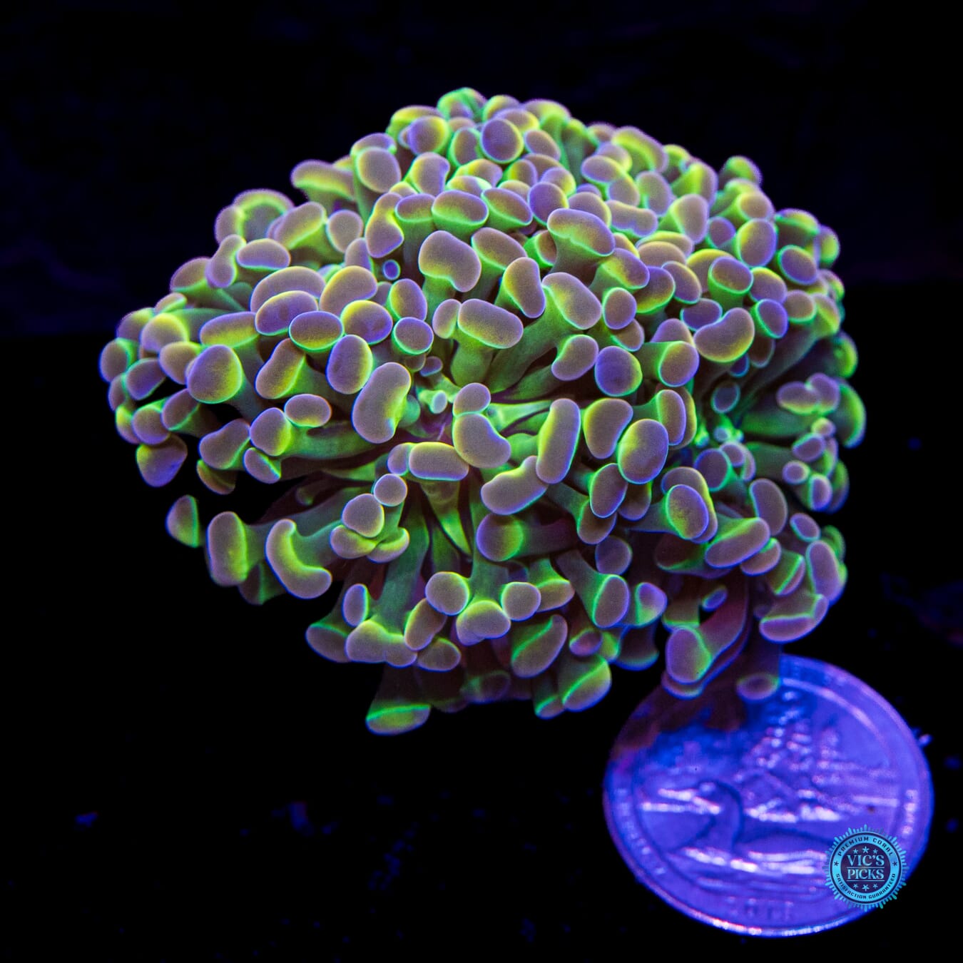 Holy Grail Branching Hammer - Actinic Photo