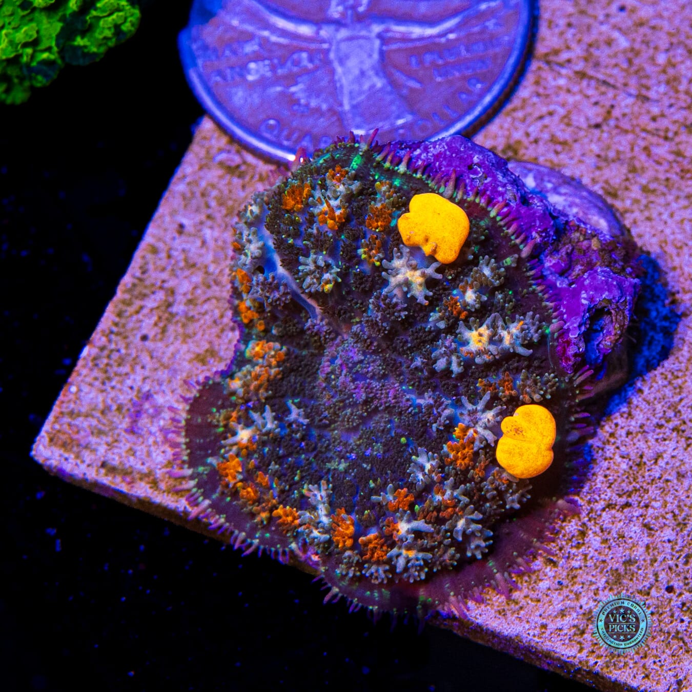 Moonfire Bounce Mushroom - Actinic Photo