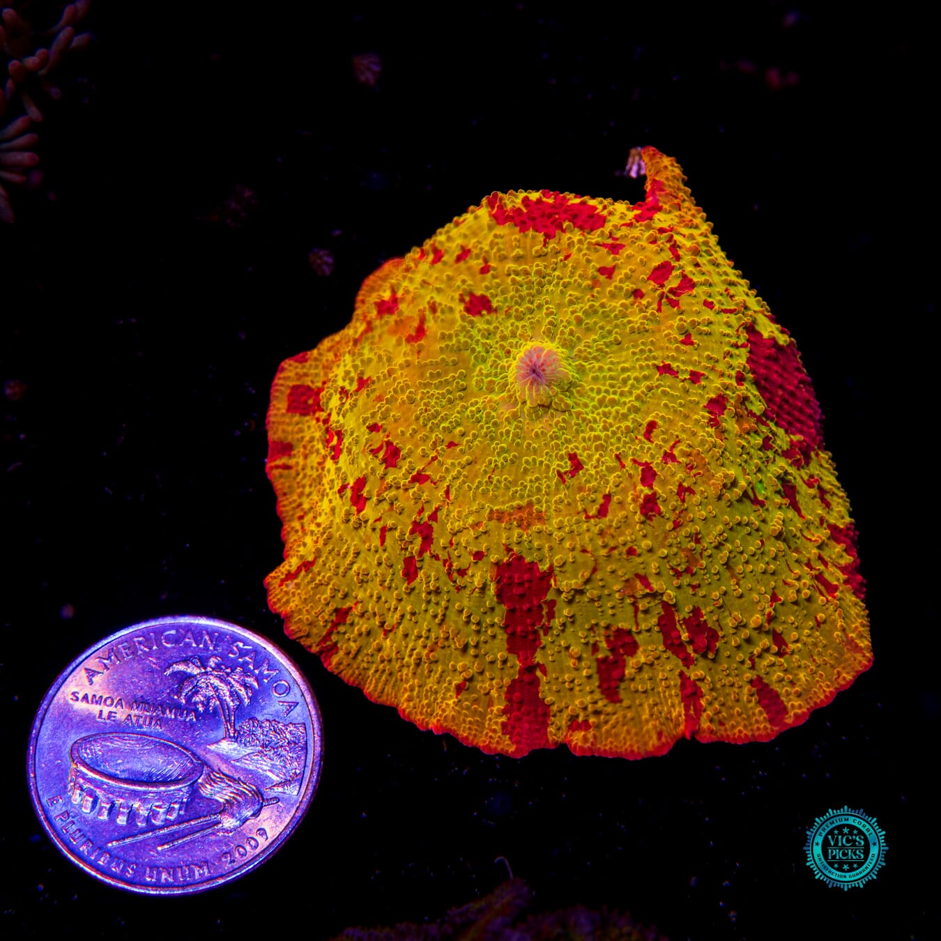 Jawbreaker Mushroom - Actinic Photo
