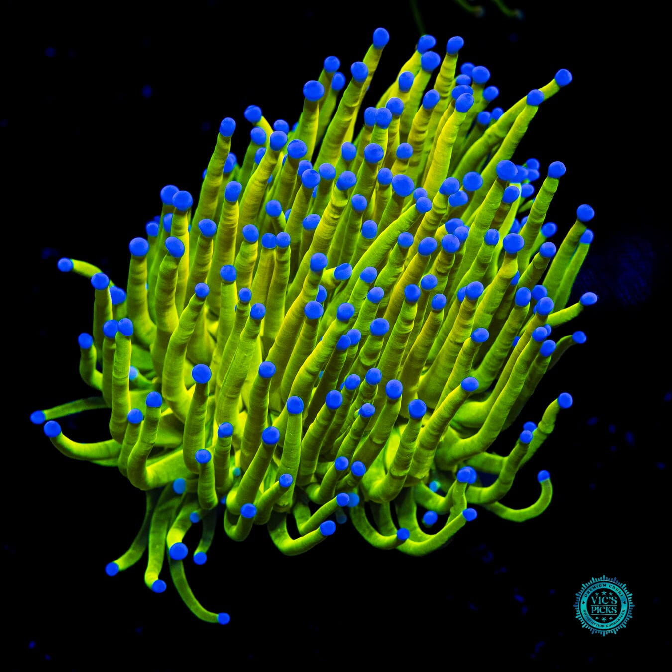 Banana Grail Torch - Actinic Photo