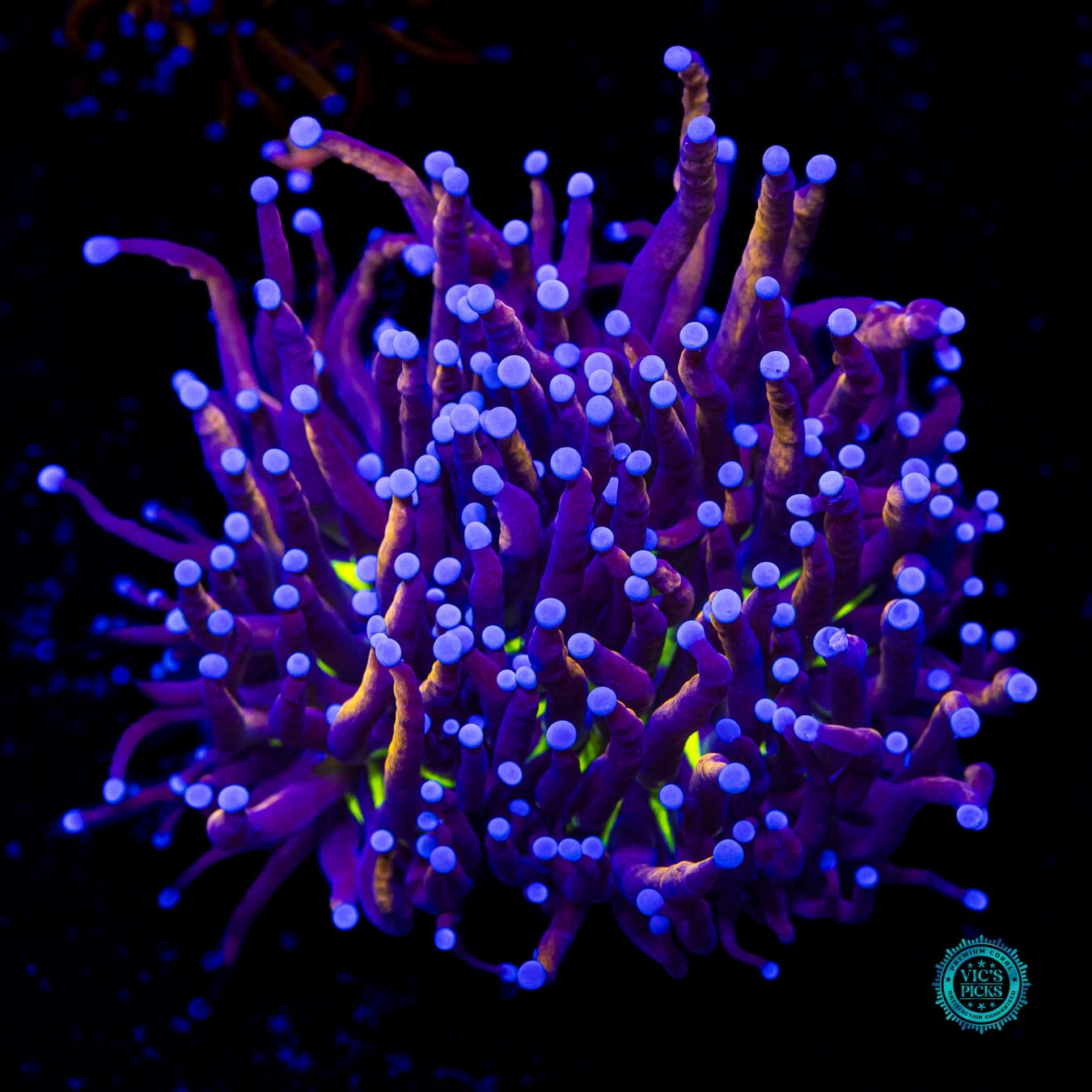 Fel Flame Torch - Actinic Photo