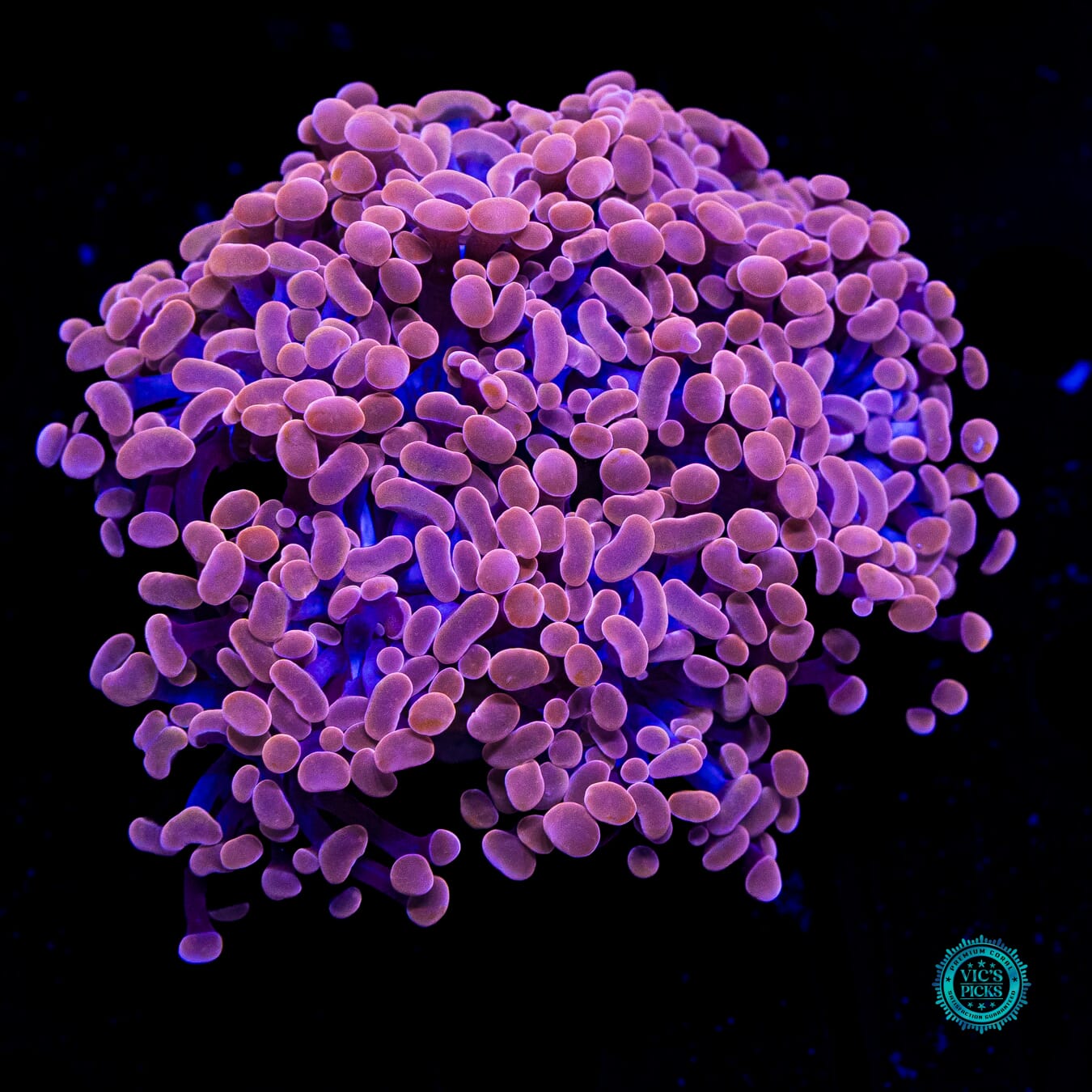 Blood Moon Branching Hammer - Actinic Photo