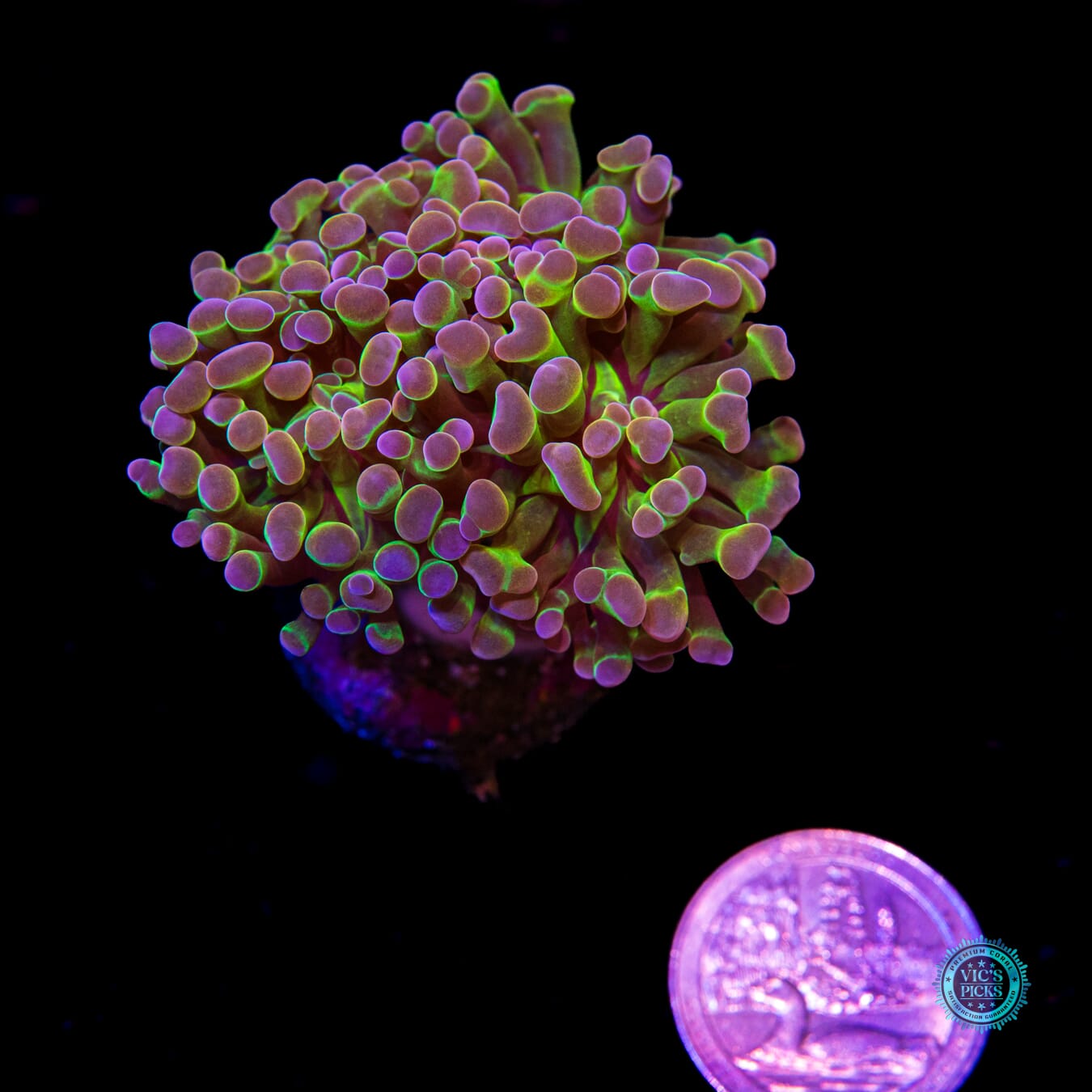 Holy Grail Branching Hammer - Daylight Photo