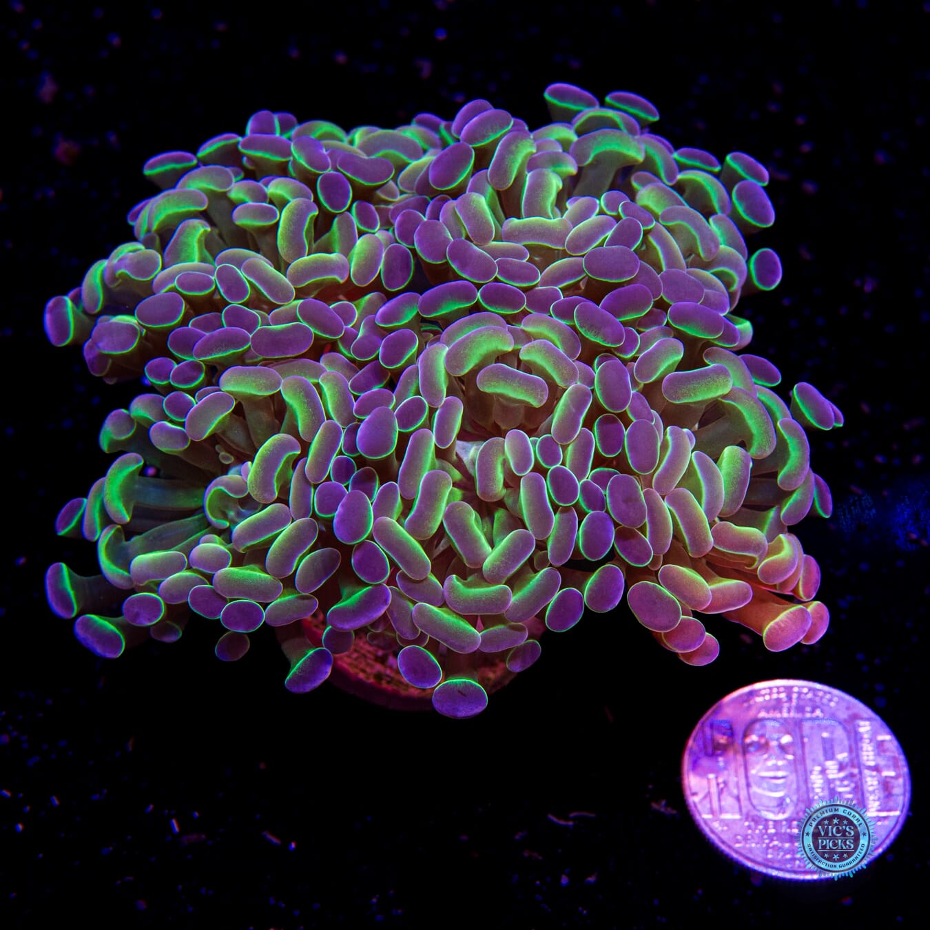 Hologram Branching Hammer - Daylight Photo