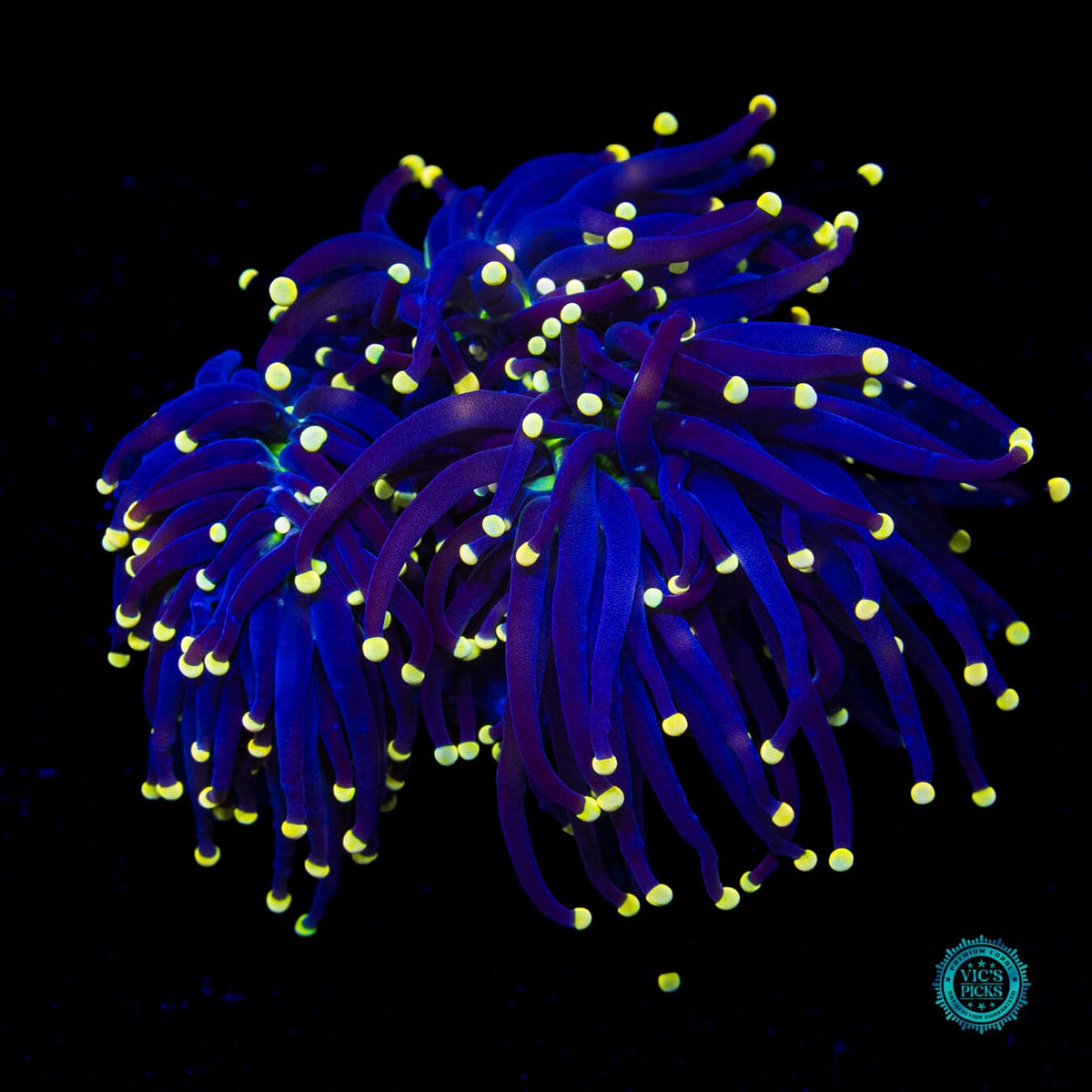 Joker Torch - Actinic Photo