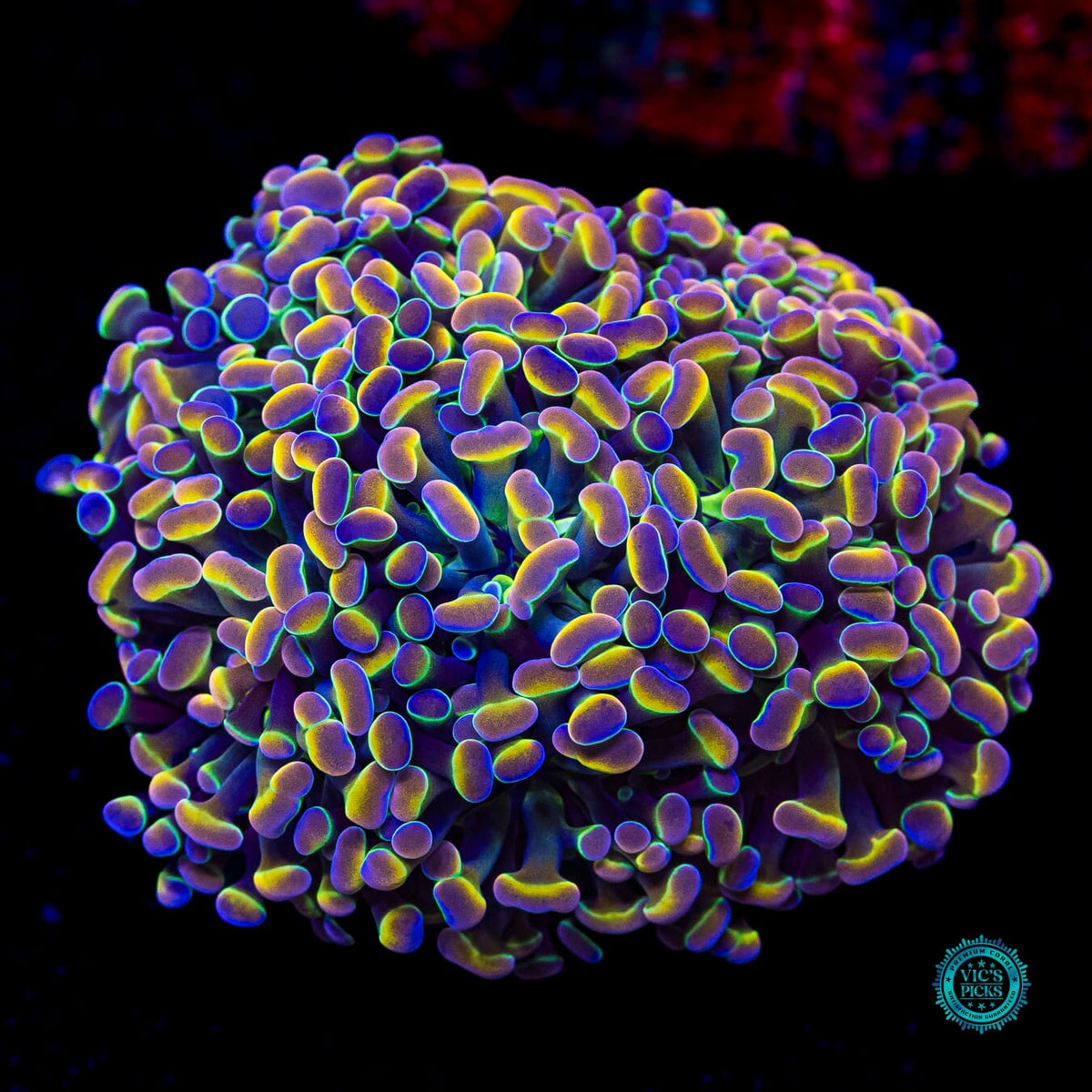 Holy Grail Branching Hammer - Actinic Photo