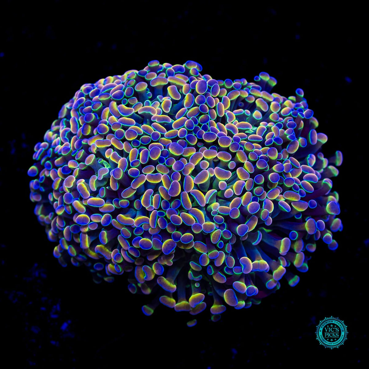 Holy Grail Branching Hammer - Actinic Photo