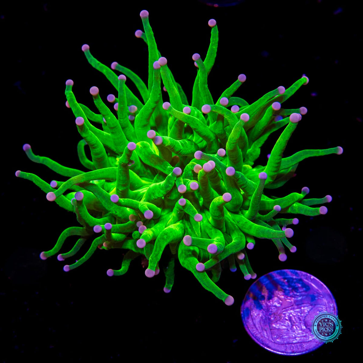 Ultimate Cotton Candy Torch - Daylight Photo