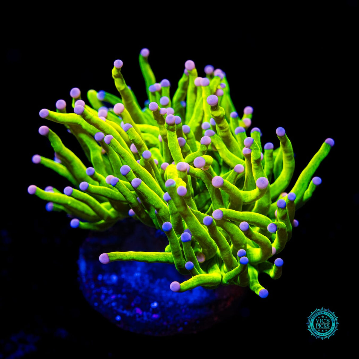 Ultimate Pink Tip Cotton Candy Torch - Actinic Photo