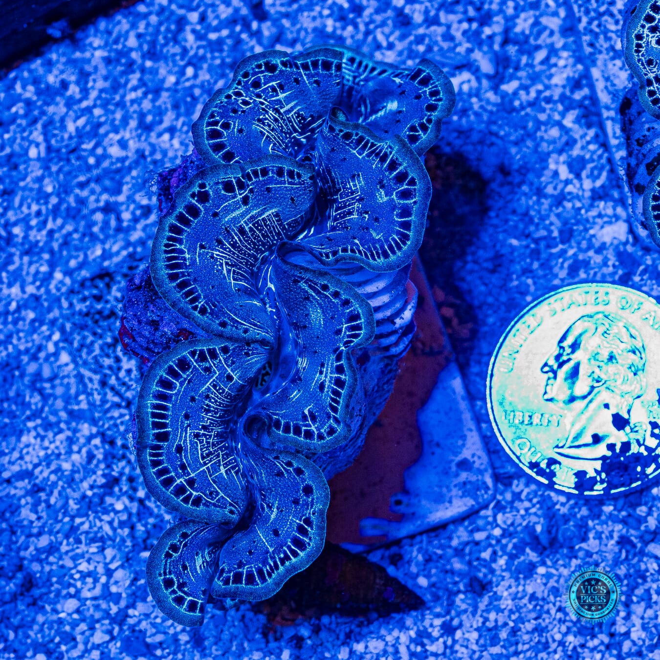 Teal Rim Maxima Clam - Daylight Photo