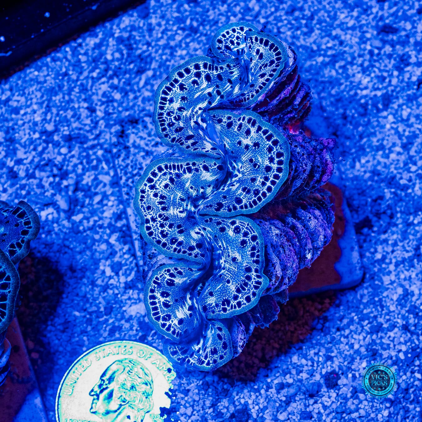 Spotted Blue Maxima Clam - Daylight Photo