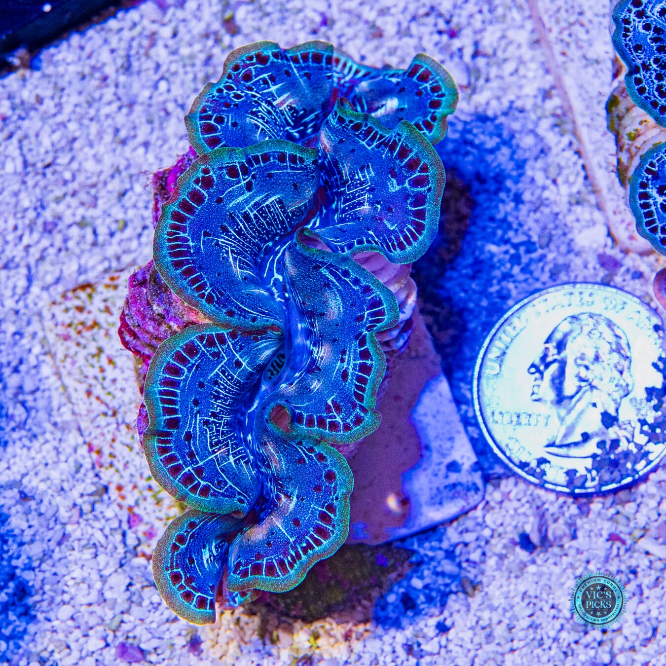 Teal Rim Maxima Clam - Actinic Photo